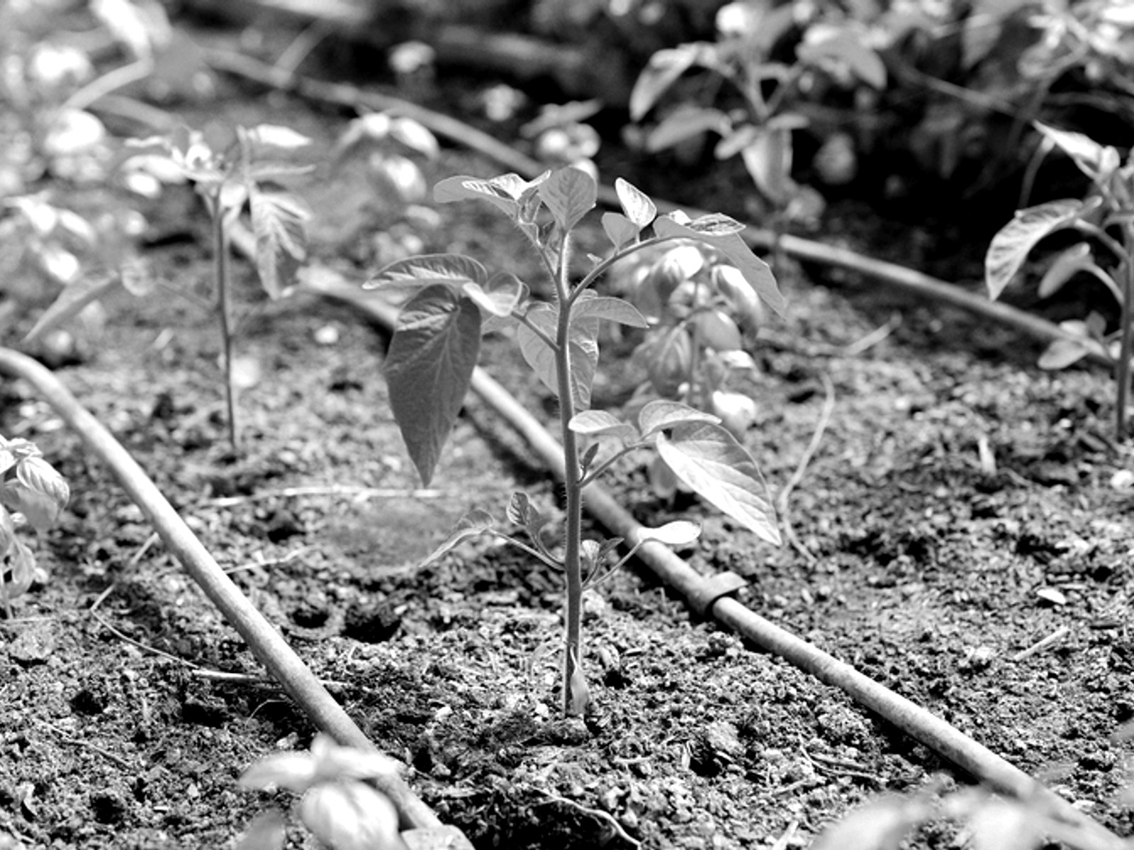 Agriculture & Farming 2