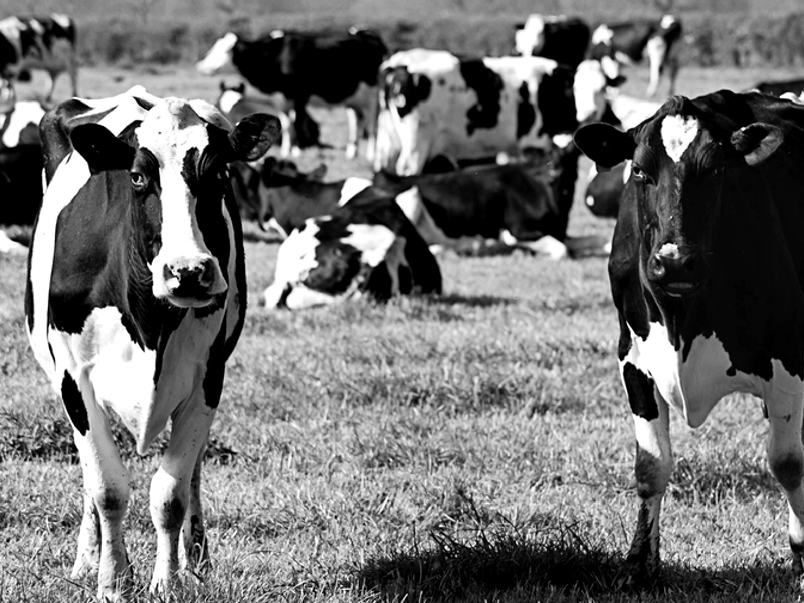 Agriculture & Farming 3