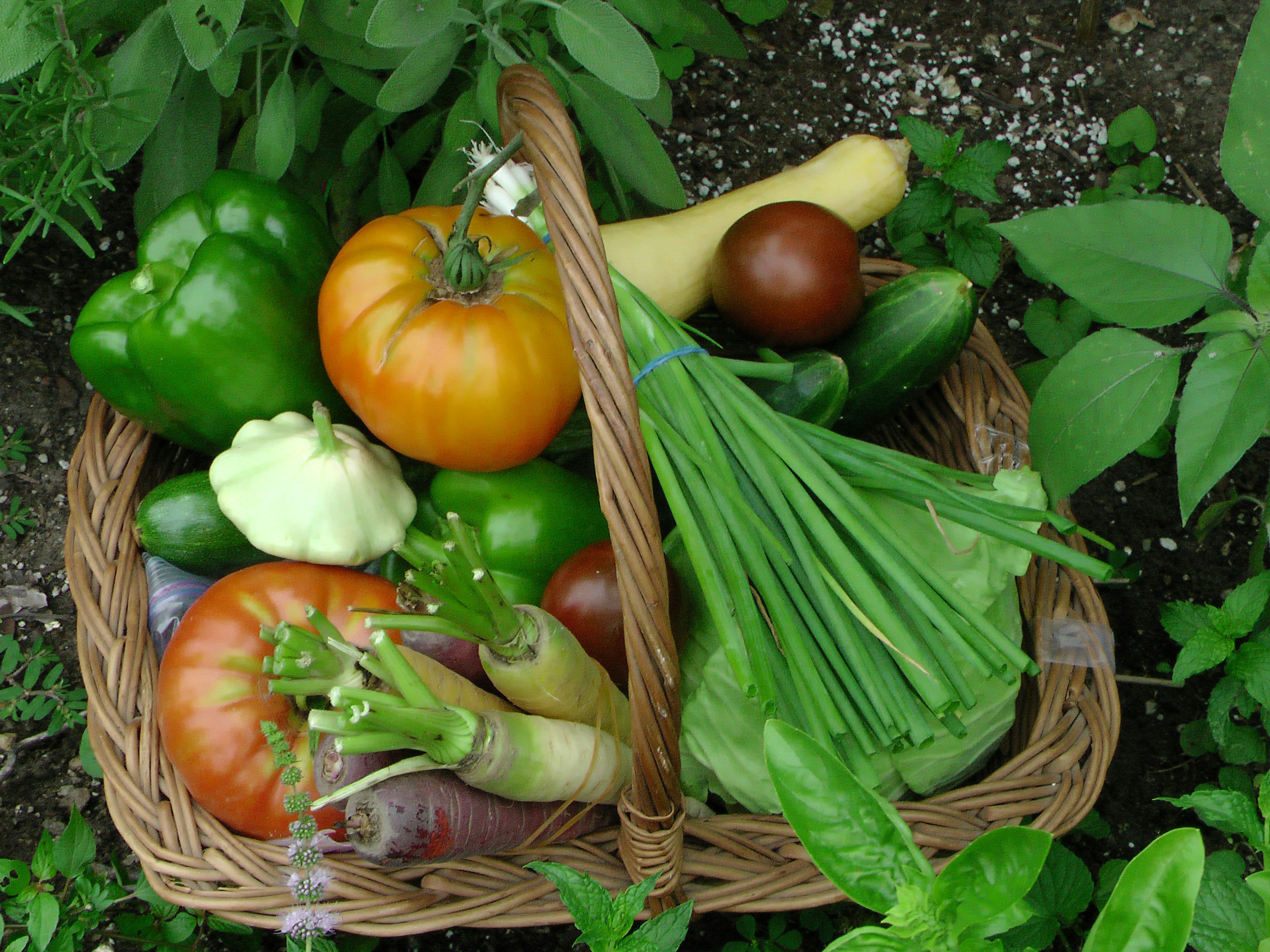 Fresh organic vegetables harvest in wicker basket showing tomatoes, peppers, squash and leafy greens