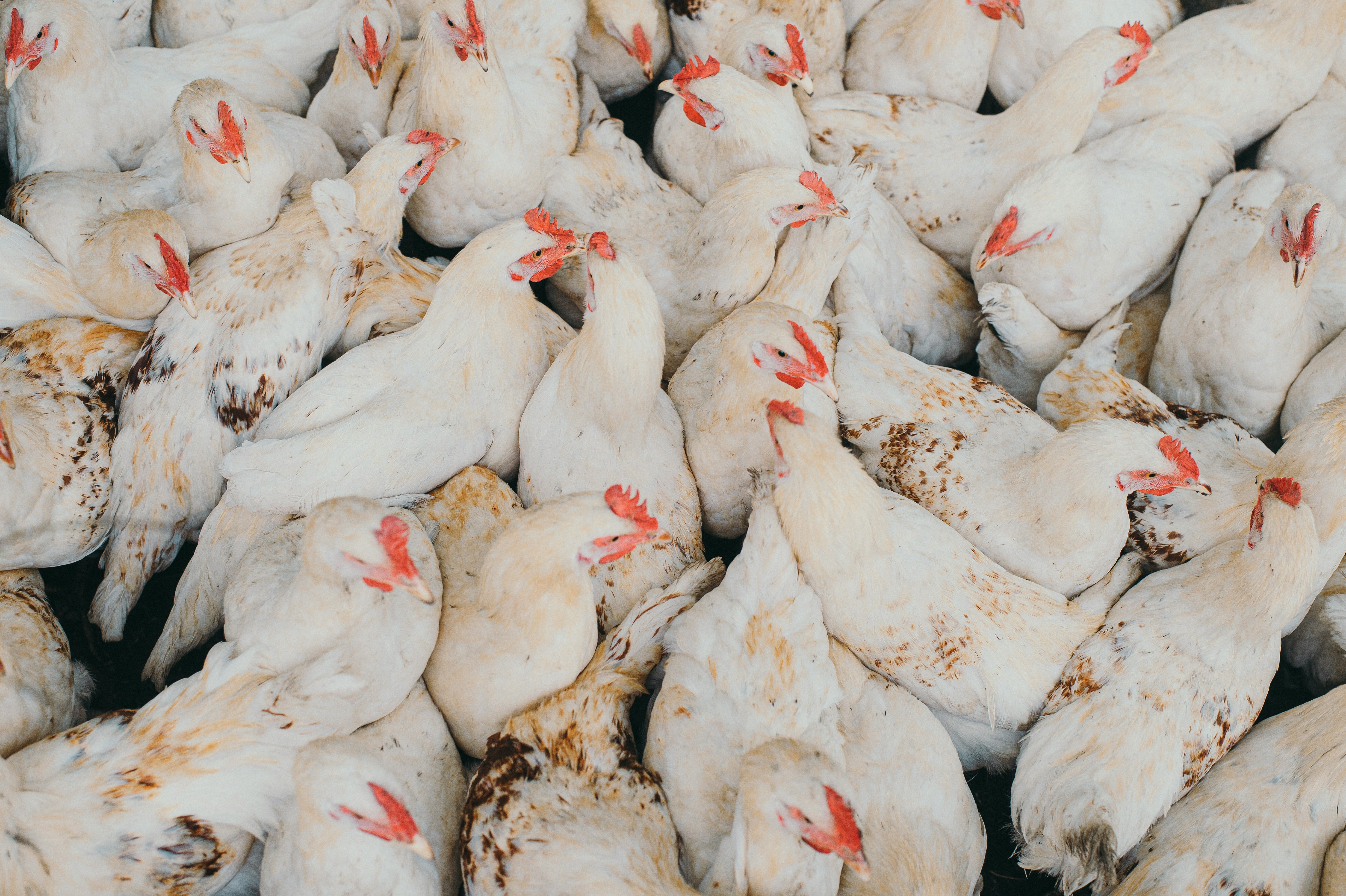 Group of white chickens with red combs in a farm setting showing ethical poultry farming
