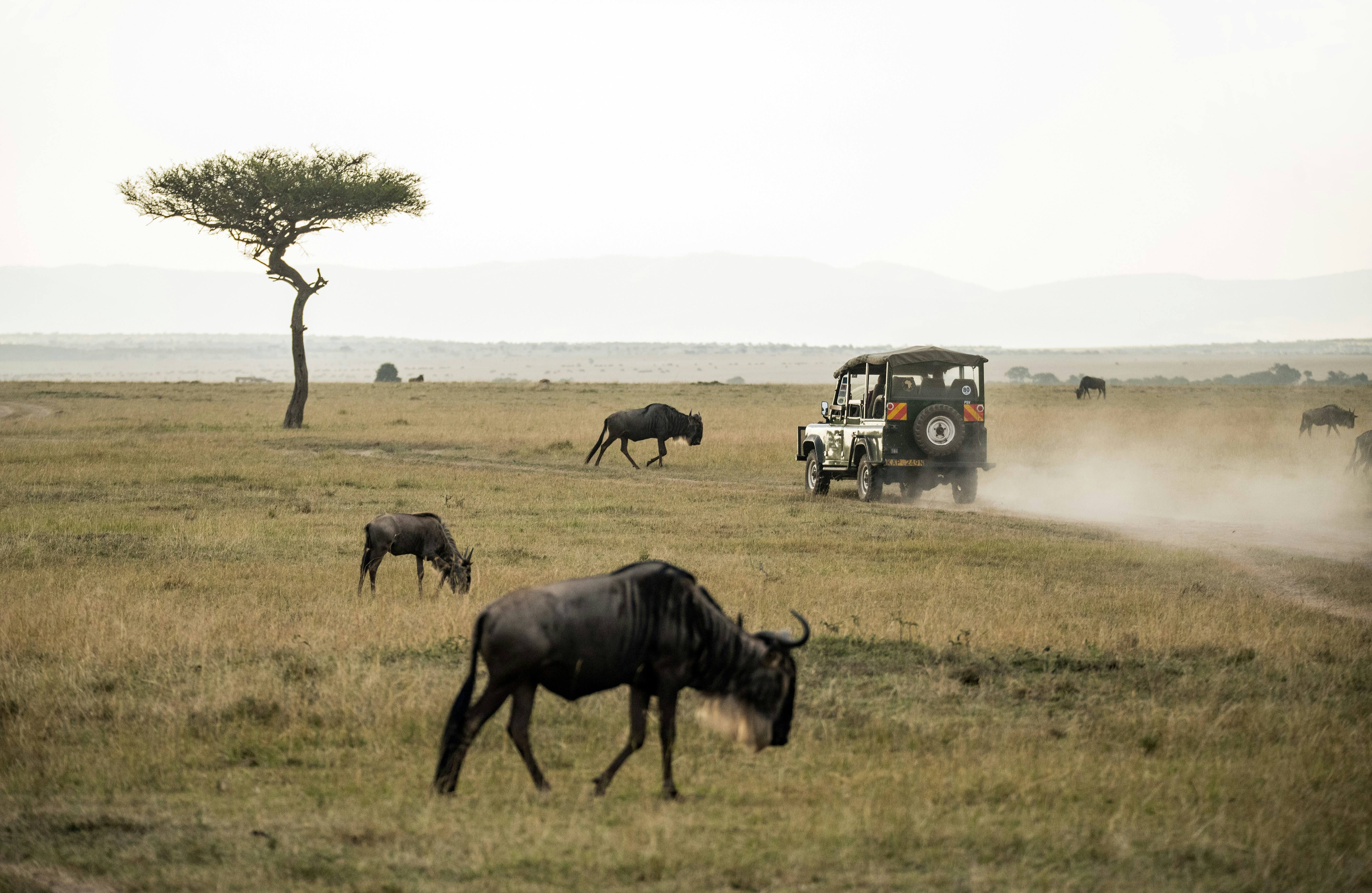 African safari scene with wildebeest and safari vehicle in the savanna